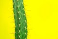 Cactus Fashion Set Design. Minimal Stillife. Trendy Bright Colors. Royalty Free Stock Photo