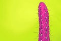 Cactus Fashion Set Design. Minimal Stillife. Trendy Bright Colors. Royalty Free Stock Photo