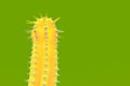 Cactus Fashion Set Design. Minimal Stillife. Trendy Bright Colors. Royalty Free Stock Photo