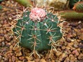 Cactus Ferocactus Glaucescens ,Glaucous Barrel cactus ,Ferokaktus sinewy ,Blue barre