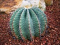 Cactus Ferocactus Glaucescens ,Glaucous Barrel cactus ,Ferokaktus sinewy ,Blue barrel cactus in family Cactaceae