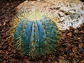 Cactus Ferocactus Glaucescens ,Glaucous Barrel cactus ,Ferokaktus sinewy ,Blue barrel cactus in family Cactaceae