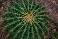 Cactus. Ferocactus histrix in the garden, background on full screen