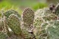 Cactus field closeup, cultivation of cacti, landscape with garden flowers