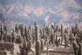 Cactus field in colourful mountain area Royalty Free Stock Photo