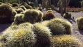 Cactus field in the park