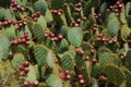 Cactus field. Prickly pear (opuntia ficus - indica) with purple ripe fruits. Royalty Free Stock Photo