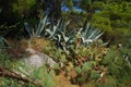 Cactus field. Prickly pear (opuntia ficus - indica) with purple ripe fruits. Agave americana. Royalty Free Stock Photo