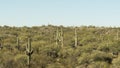 Cactus Field in Saguaro National Park