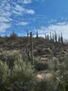 Cactus fields in Arizona. Royalty Free Stock Photo