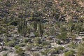 Cactus fields in Mexico,Baja California Royalty Free Stock Photo