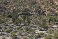 Cactus fields in Mexico,Baja California