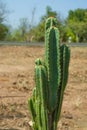 Cactus fields in ko Sichang in Thailand Royalty Free Stock Photo