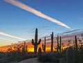 Saguaro Cactus at sunset in the high desert of Arizona