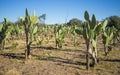 Cactus fruit or prickly pear plantation with many cacti rows in Omaruru, Namibia, Southern Africa Royalty Free Stock Photo