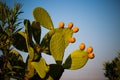 Cactus Figs on tree Royalty Free Stock Photo