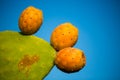 Cactus Figs on tree Royalty Free Stock Photo