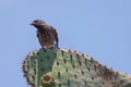 Cactus Finch on Cactus Royalty Free Stock Photo