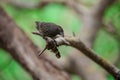 Cactus Finch Royalty Free Stock Photo