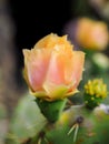 An orange Cactus flower Royalty Free Stock Photo