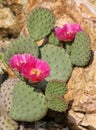 Cactus flower