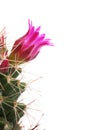 Cactus Flower Royalty Free Stock Photo