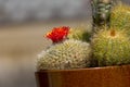 Cactus Flower