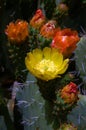Cactus flower Royalty Free Stock Photo