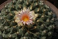 Cactus Flower