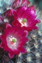 Cactus flower Royalty Free Stock Photo