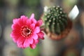 cactus flower Royalty Free Stock Photo