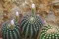 Cactus, flower (Acanthocalycium spiniflorum var. spiniflorum). Botanischer Garten KIT Karlsruhe, Germny