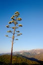 Cactus flower in the Andalusian hills