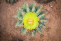 Cactus flower. Royalty Free Stock Photo
