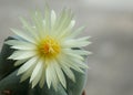 Cactus flower : Astrophytum myriostigma 3 ribs