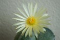 Cactus flower : Astrophytum myriostigma 3 ribs