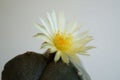 Cactus flower : Astrophytum myriostigma 3 ribs