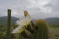 Cactus Flower, Atacama desert