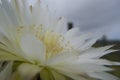 Cactus Flower, Atacama desert