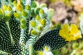 Cactus flower begins to bloom. Texture Cactus buds background. Cactus opuntia microdasys.