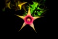 Cactus flower on black background Royalty Free Stock Photo