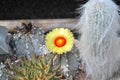 cactus flower in bloom. yellow orange flower. Download photo