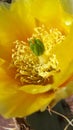 Cactus flower Royalty Free Stock Photo