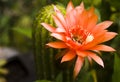 Succulent Echinopsis Cactus flower blooming Kfar Glikson Israel