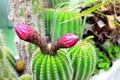 cactus flower blooming Royalty Free Stock Photo