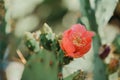 Cactus flower blooming in the garden. Selective focus.