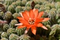 Cactus flower blooming. Pincushion cactus is a large group of small, free-flowering cacti that are easy to care for.