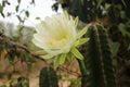 Cactus flower Royalty Free Stock Photo