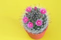 Cactus flower in blooming on yellow background