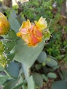 Cactus flower blossoming yellow and pink